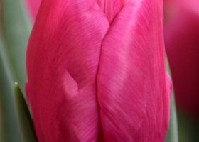 Tulipa Pink Majesty ® (3)